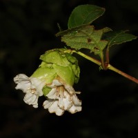 <i>Strobilanthes hookeri</i>  Nees